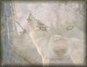 Spirit of the wolf